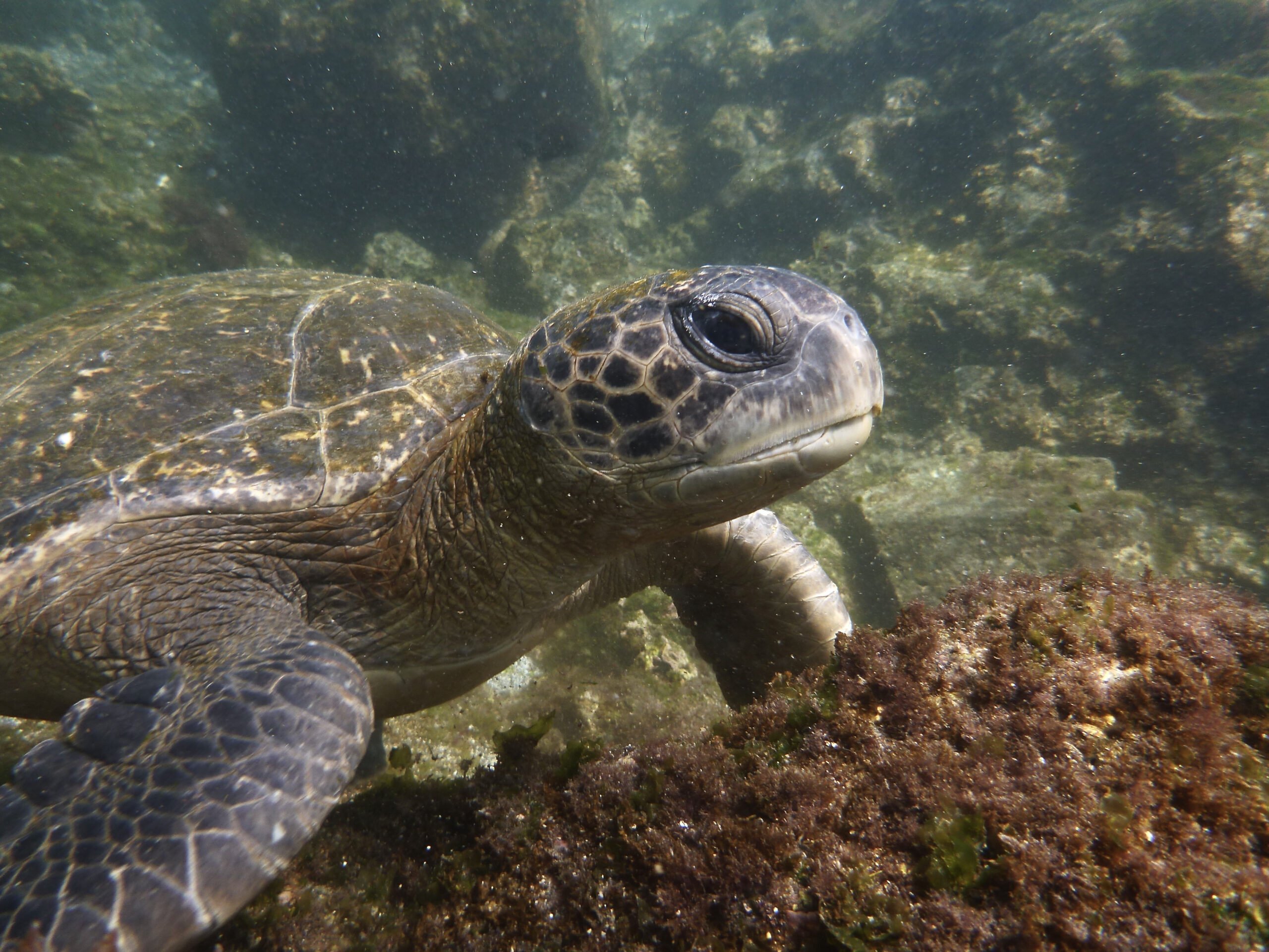 Galapagos Adventure: A Journey to the Enchanted Isles | Winspire